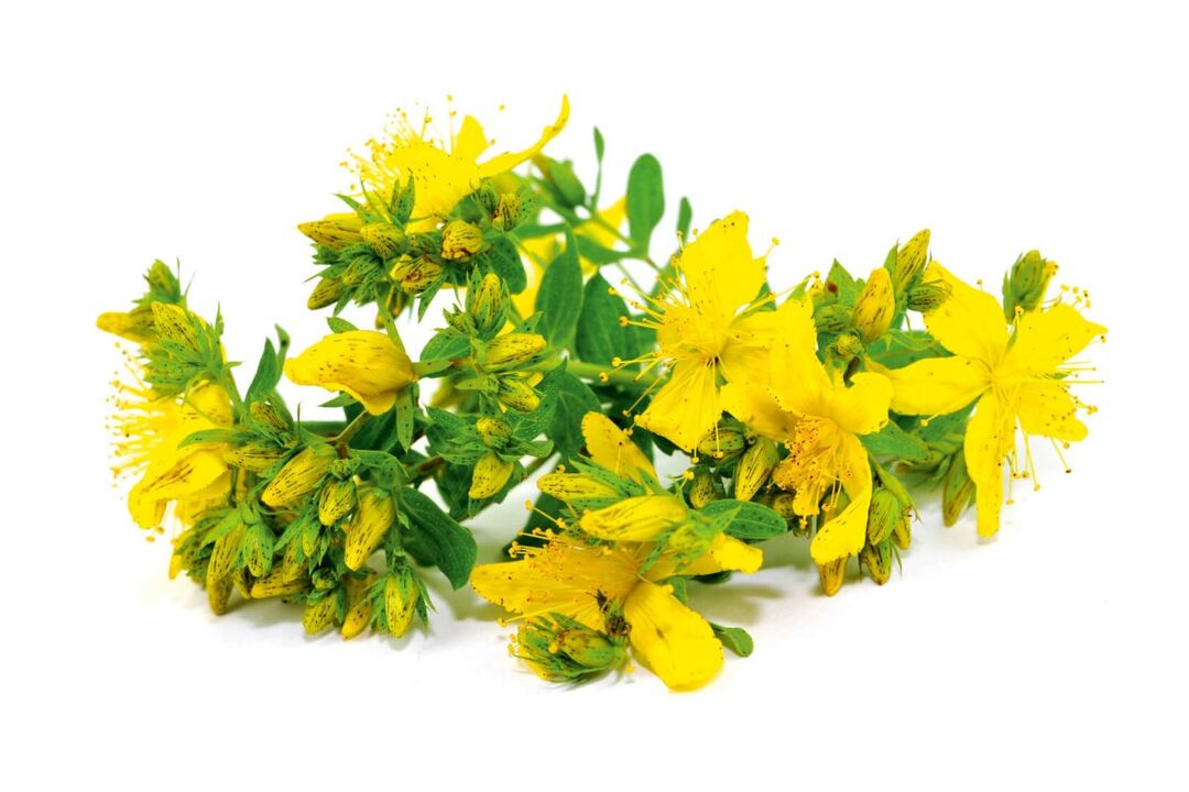St. John's Wort v sprave zxcvbnmqwert